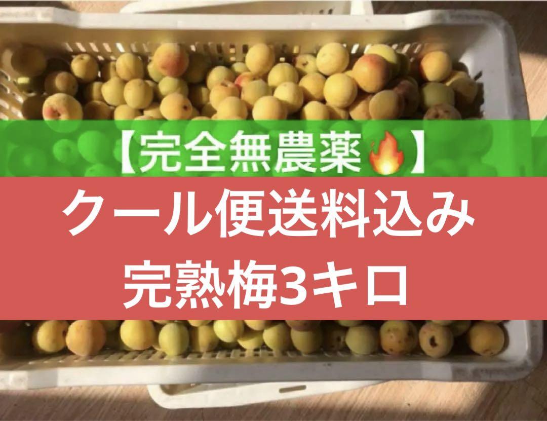 山形県産谷沢梅　無農薬　1キロ　匿名発送 　樹上完熟梅　完熟谷沢梅　朝採り