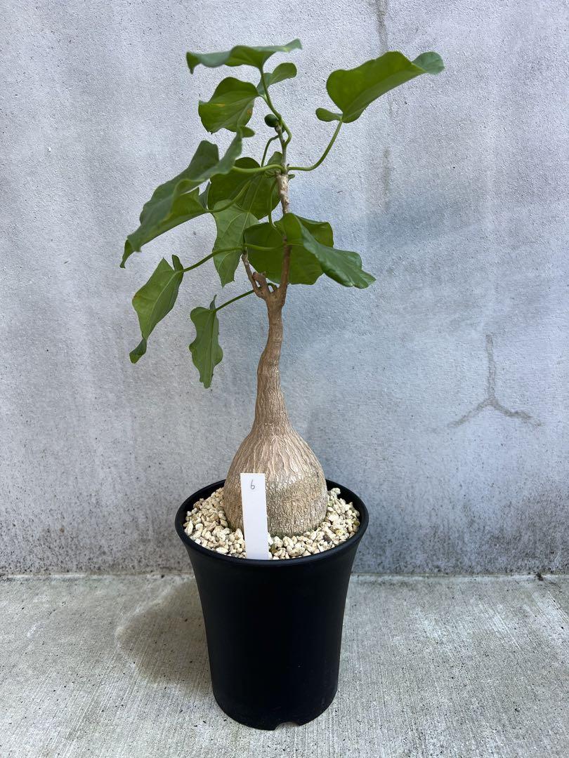 ピレナカンサ マルビフォリアPyrenacantha malvifolia 実生
