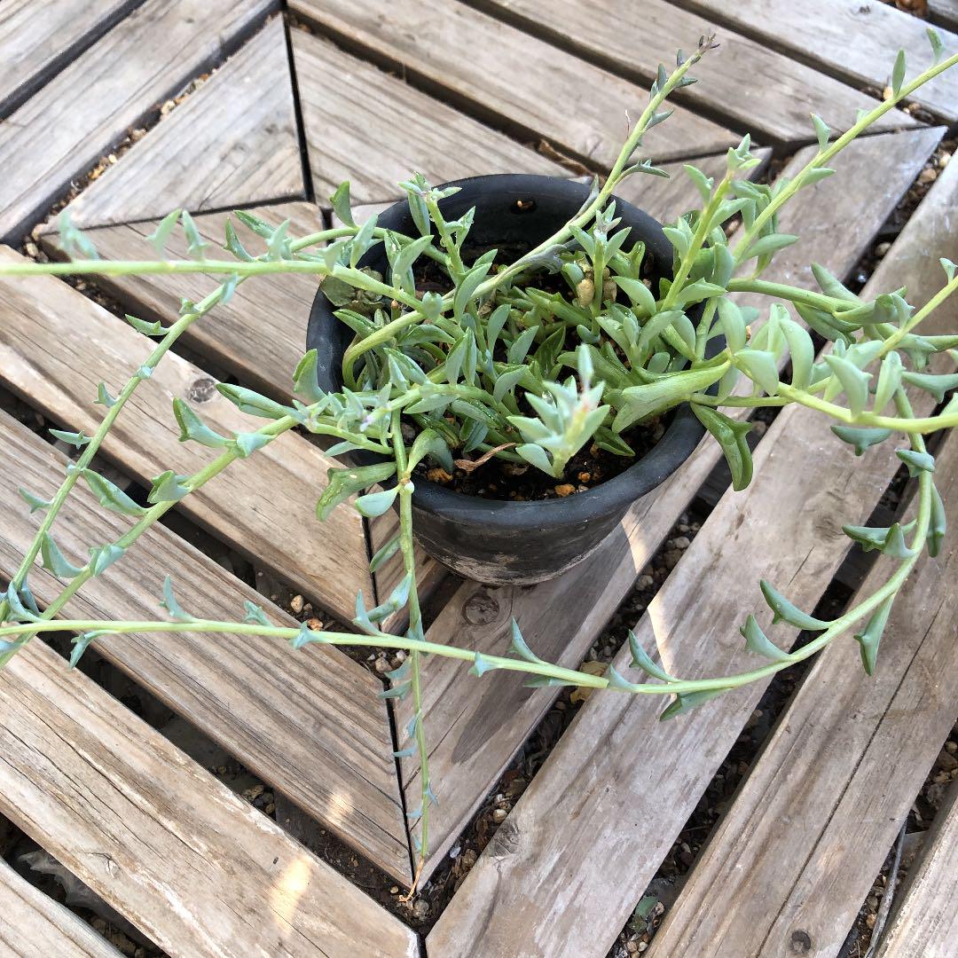 国内発送 多肉植物 ドルフィンネックレス 植物 観葉植物