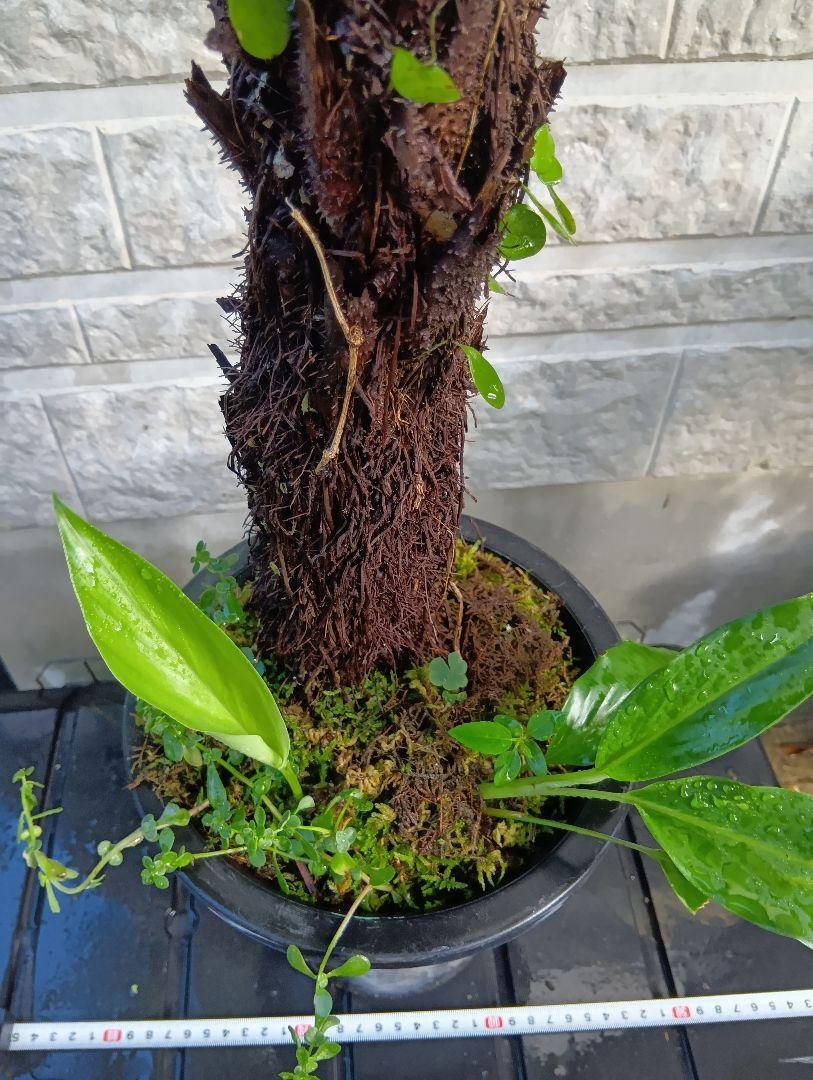 ヘゴ　超特大株　シダ植物　Cyathea