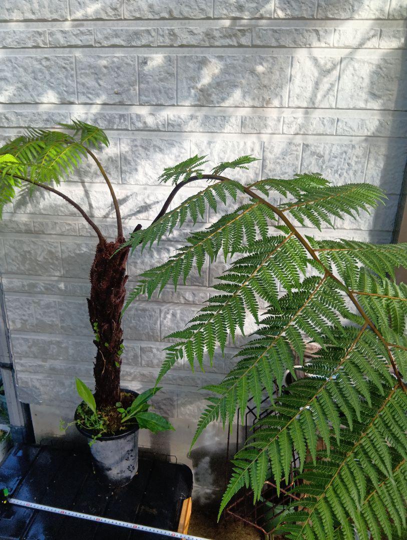 ヘゴ　超特大株　シダ植物　Cyathea
