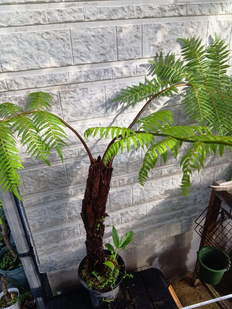 ヘゴ　超特大株　シダ植物　Cyathea