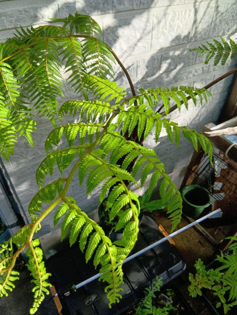 ヘゴ　超特大株　シダ植物　Cyathea