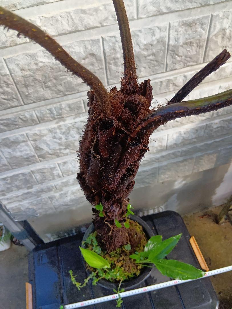 ヘゴ　超特大株　シダ植物　Cyathea