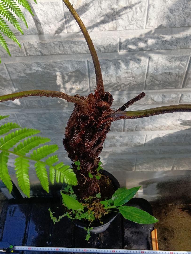 ヘゴ　超特大株　シダ植物　Cyathea