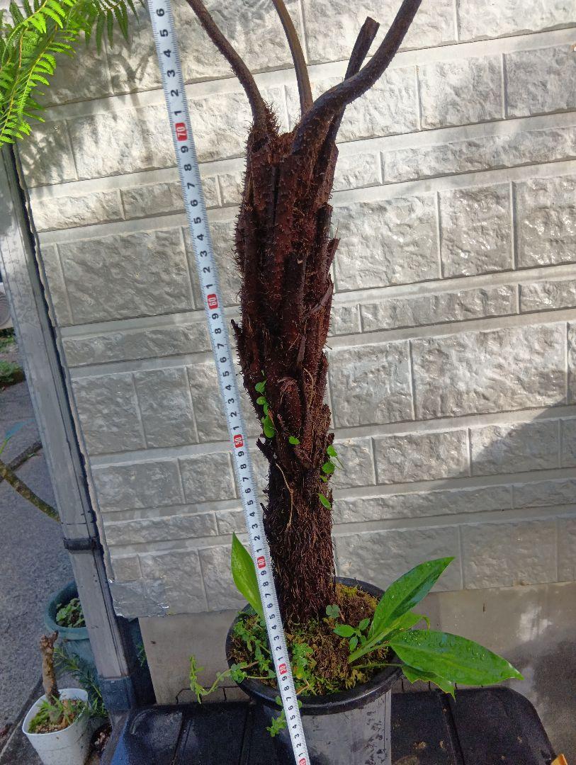 ヘゴ　超特大株　シダ植物　Cyathea