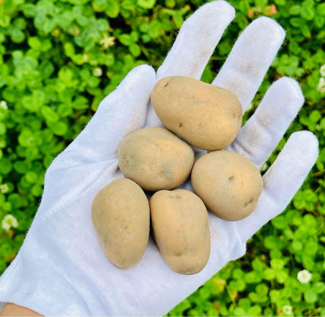 北海道　熟成じゃがいも　　ホクホクインカのめざめ10kg ジャガイモ　旨い！