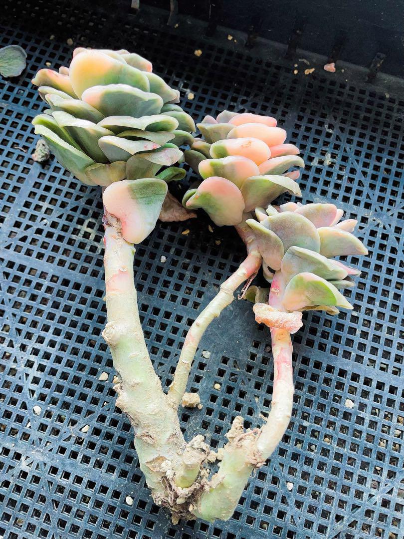 ラブリーローズ錦　白斑入り　多肉植物　エケベリア 古株群