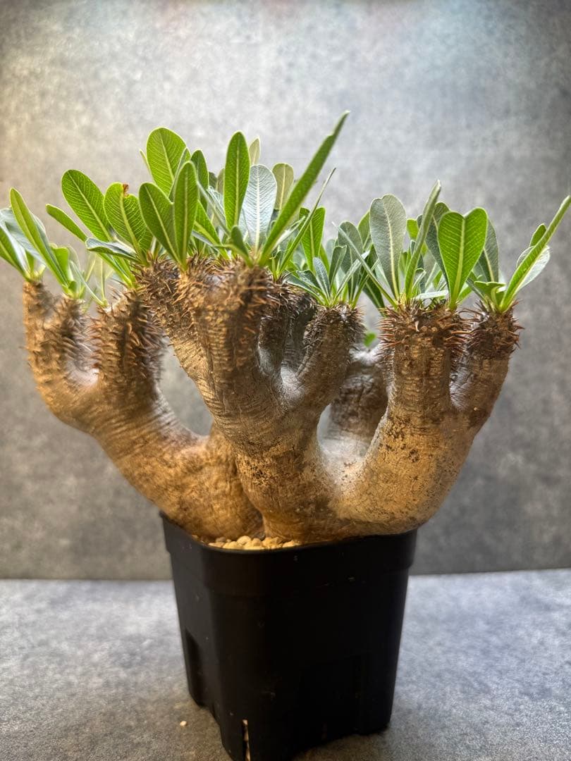 パキポディウム ブレビカリックス 現地球 発根済み 現08 パキポディウム ブレビカリックス 現地球 発根済み 現08