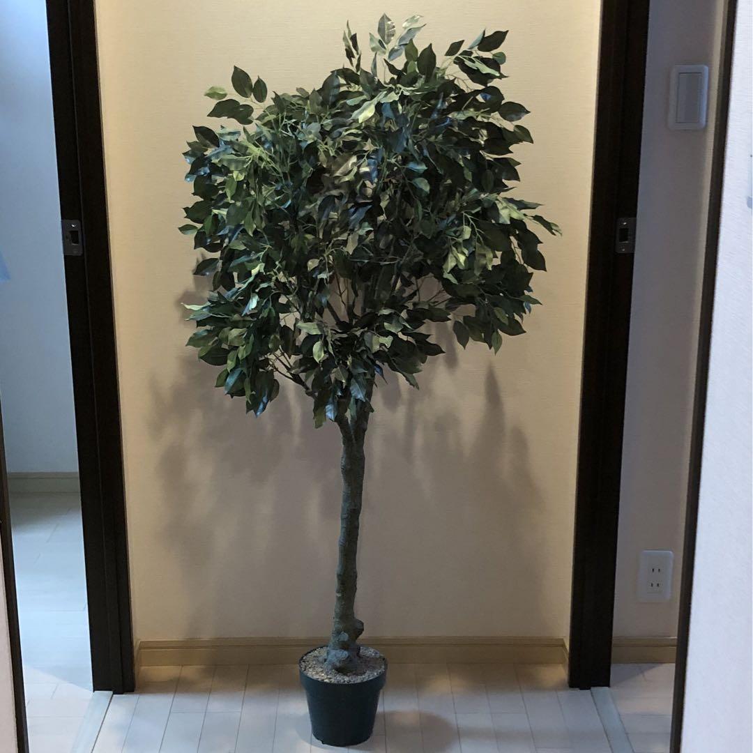 インテリア 観葉植物 ( 造木 )