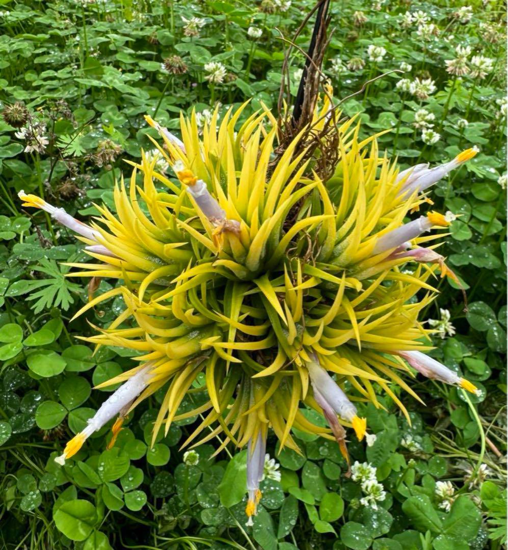Tillandsia ionantha Blue Eyed Druid 速達発送