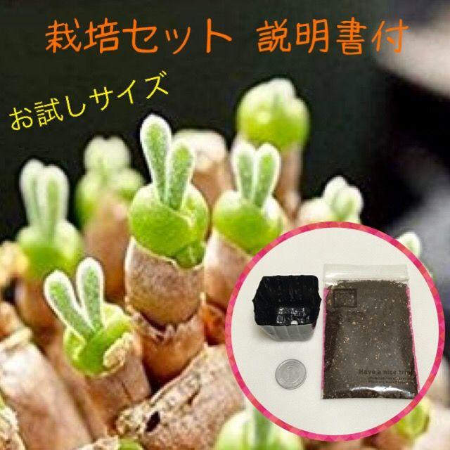 お試し栽培セット モニラリア うさぎの耳 育て方説明書付 多肉植物 Www Proplanuk Co Uk