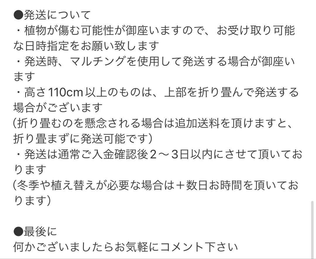 ［現品］13番　フィカス　ベンガレンシス　曲がり　8号　観葉植物　室内　人気