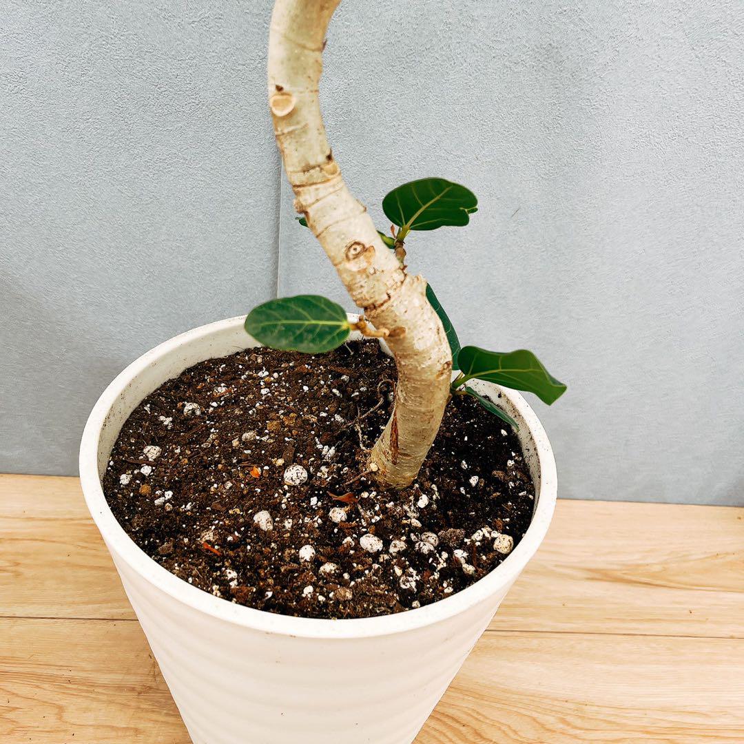 ［現品］13番　フィカス　ベンガレンシス　曲がり　8号　観葉植物　室内　人気