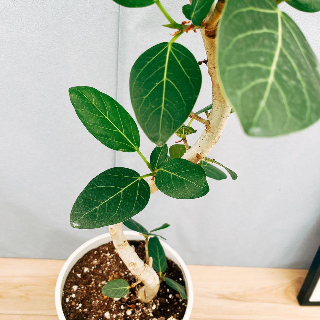 ［現品］13番　フィカス　ベンガレンシス　曲がり　8号　観葉植物　室内　人気