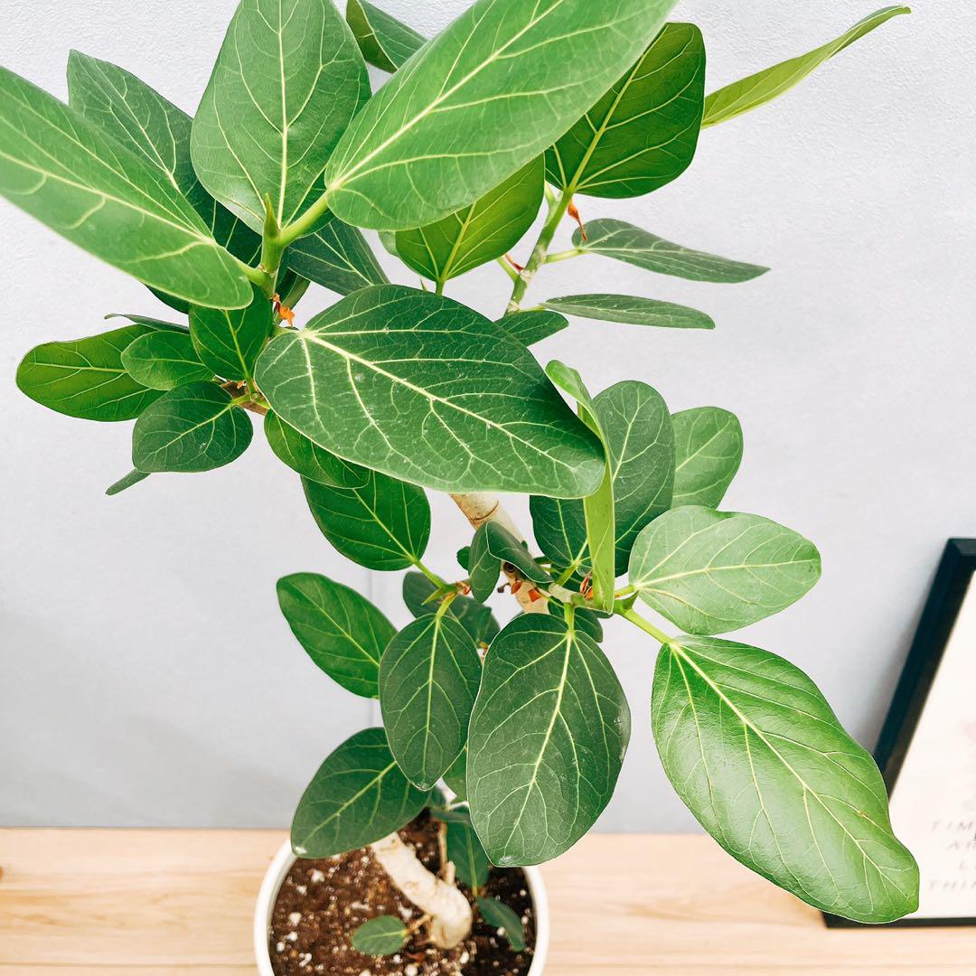 ［現品］13番　フィカス　ベンガレンシス　曲がり　8号　観葉植物　室内　人気