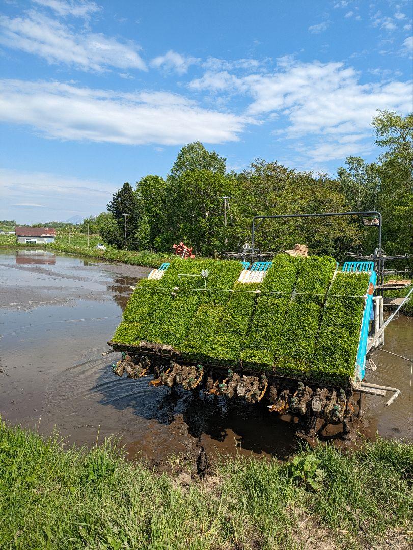 【いずみん】【送料無料】北海道産　ゆめぴりか　玄米30kg