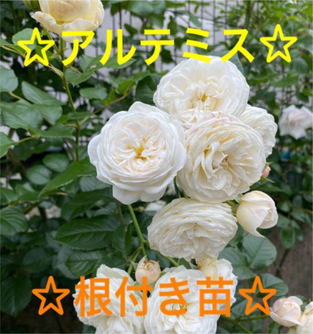 バラ挿し木苗 アルテミス根付き苗 メルカリ