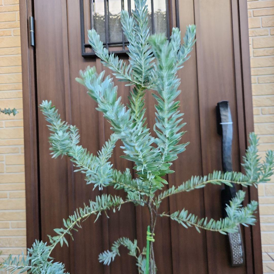 ブルーブッシュ