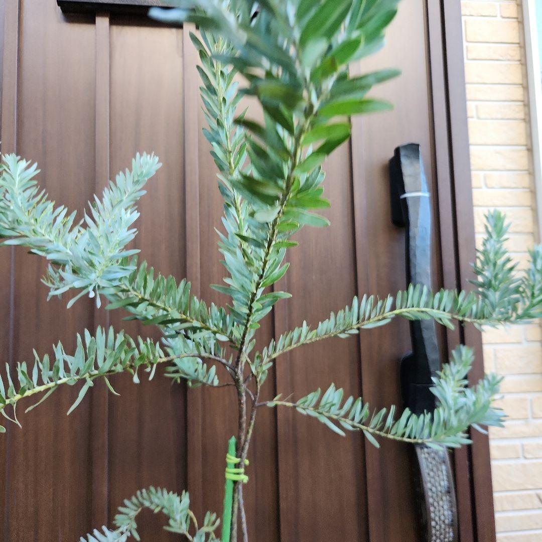 花芽付き アカシア ブルーブッシュ ポット鉢植え 大苗 ミモザ 植栽目立った傷や汚れなし YUZUMIYA_COM