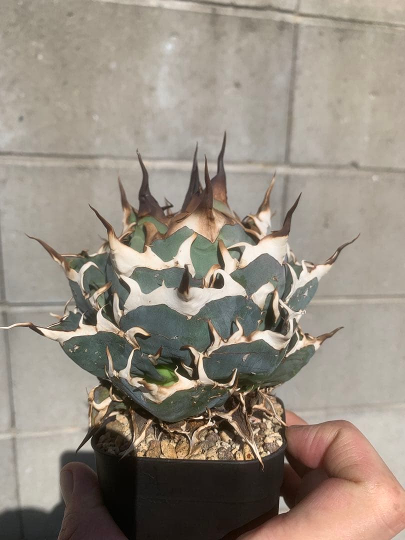 アガベ US株 ハデス インフェルノ 陽炎 親株 コレクション株 アガベ US株 ハデス インフェルノ 陽炎 親株 コレクション株