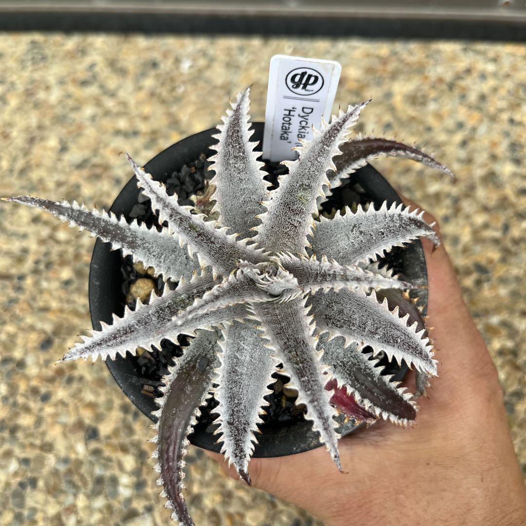 you　Dyckia おまとめ5株