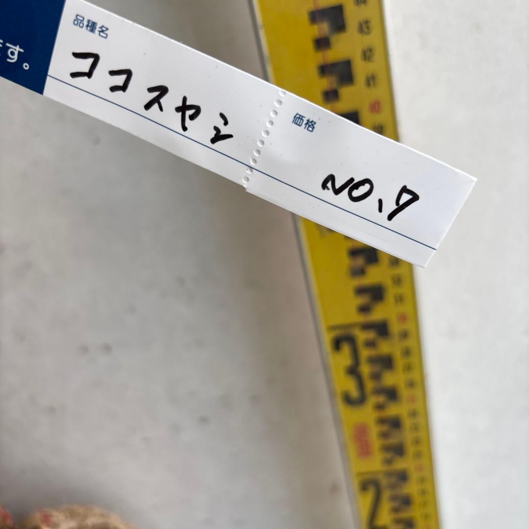 ココスヤシシルバーリーフ双子株 7
