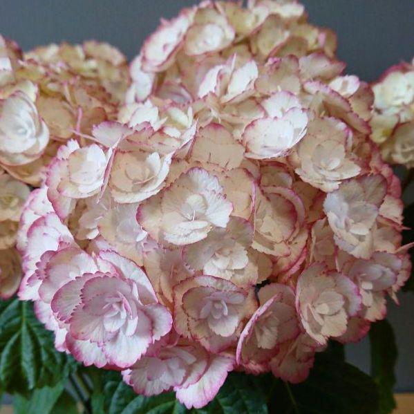 紫陽花 苗　可愛い系　覆輪咲きアジサイ　２種類セット　来年用