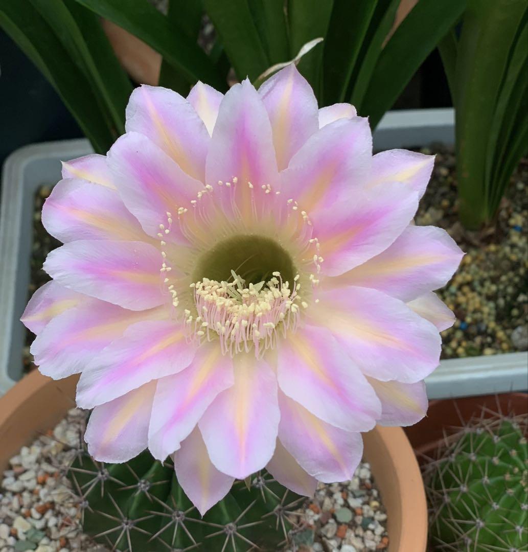 実生品種‼️花サボテン はにまる 実生品種‼️花サボテン はにまる様専用 サボテン
