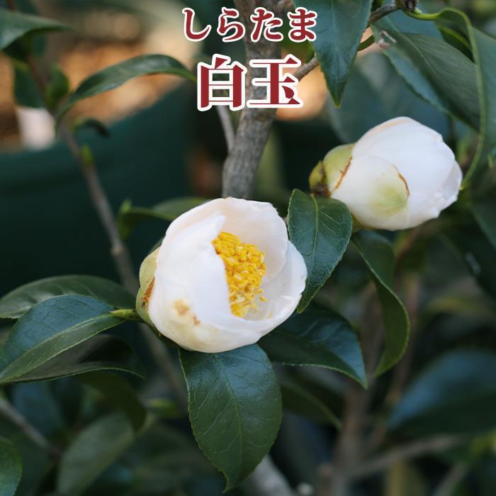 白玉椿・　約90㎝・椿・ツバキ・つばき・苗木・蕾付き