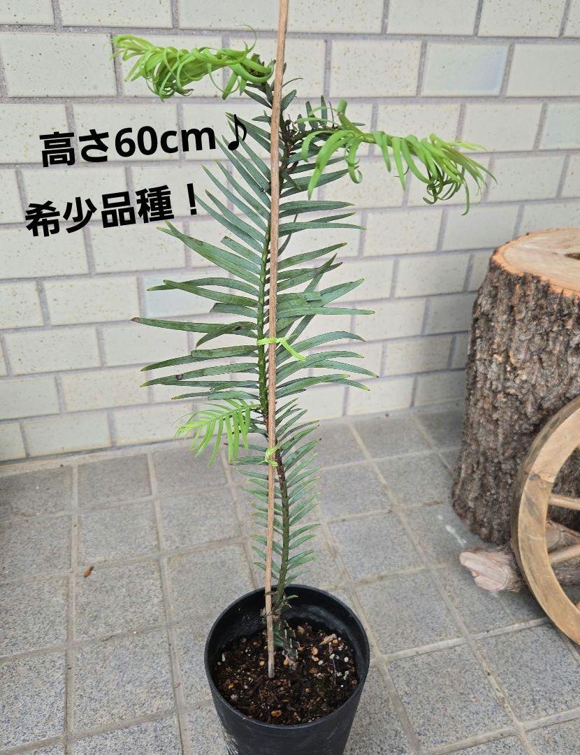 ウォレマイパイン★ジェラシックツリー★超希少品種！
