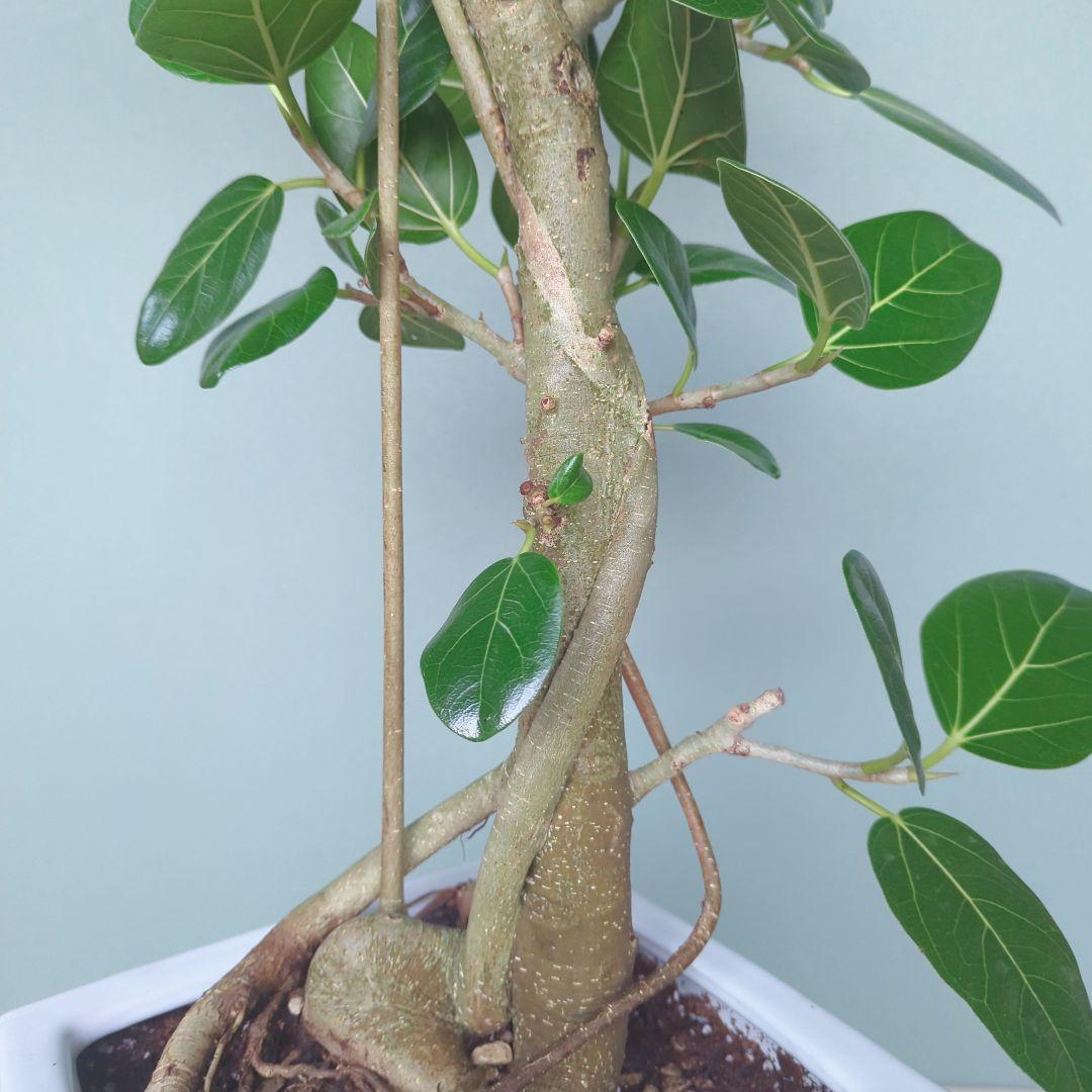 現品 人気!根上り ベンガレンシス 太幹 贈り物7号