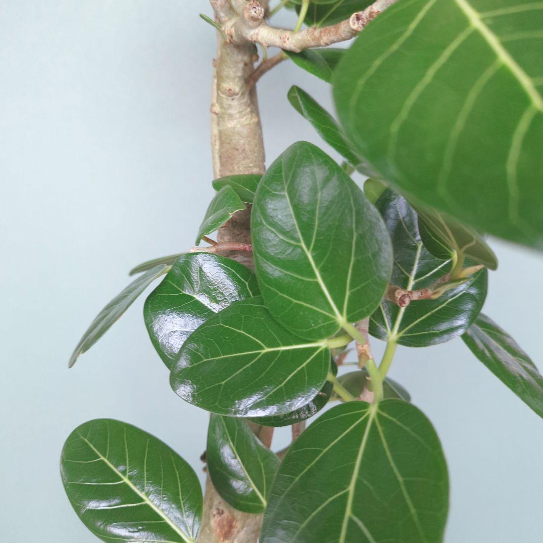 人気!根上り ベンガレンシス