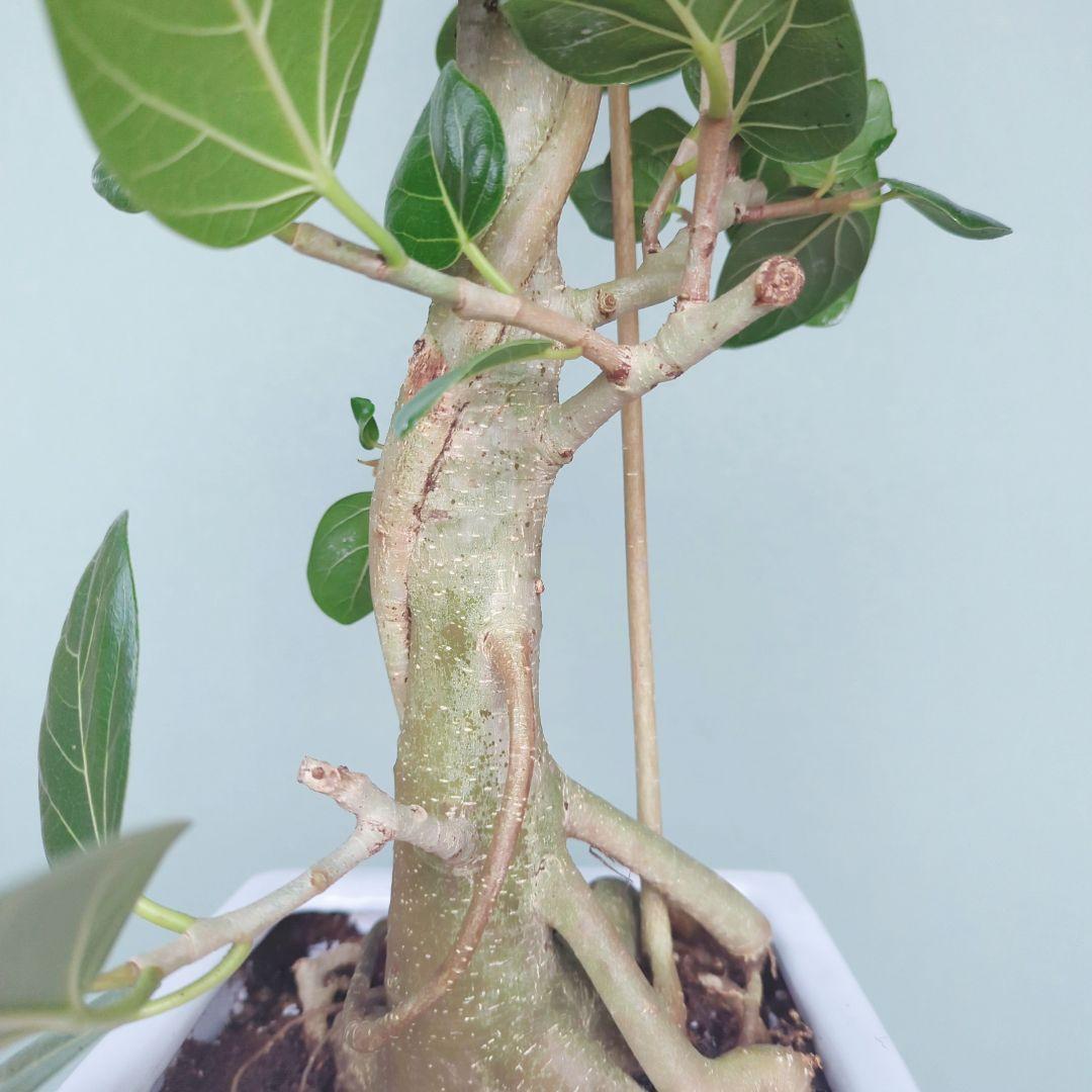 現品 人気!根上り