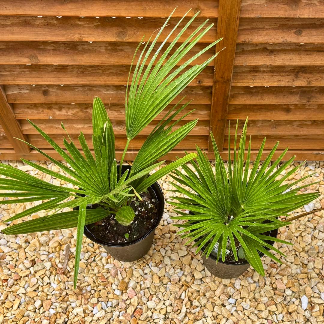 チャメロプス ボルケーノ 2株セット チャメロプス ボルケーノ 2株セット