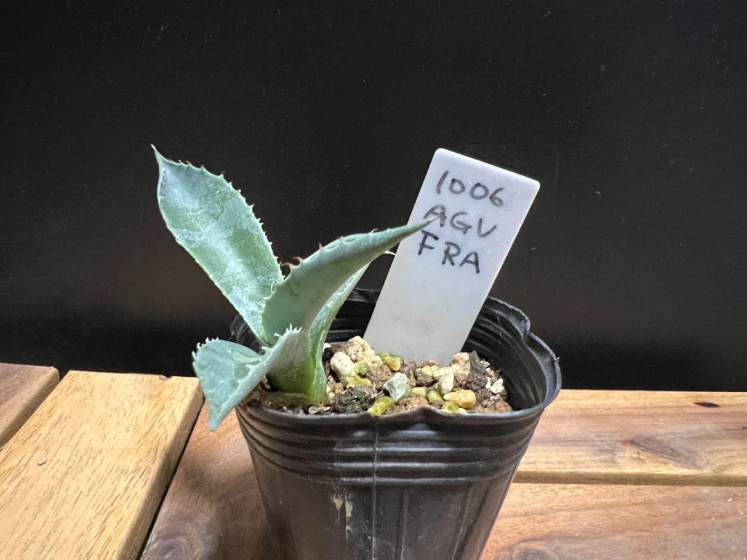 アガベ アメリカーナ var.フランゾシニー　10/6