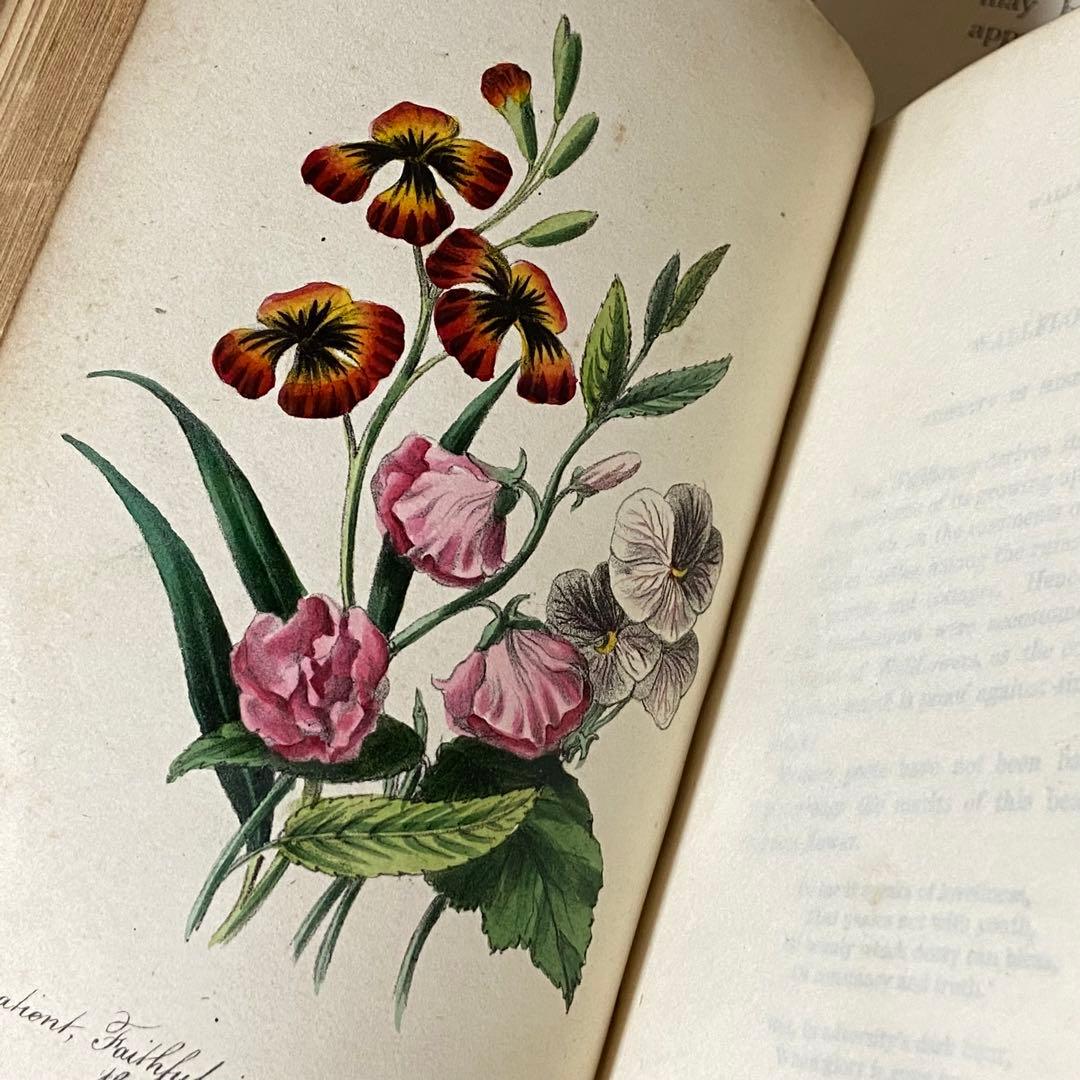 お気にいる】 激レア 超希少 イギリス 植物図鑑 アンティーク