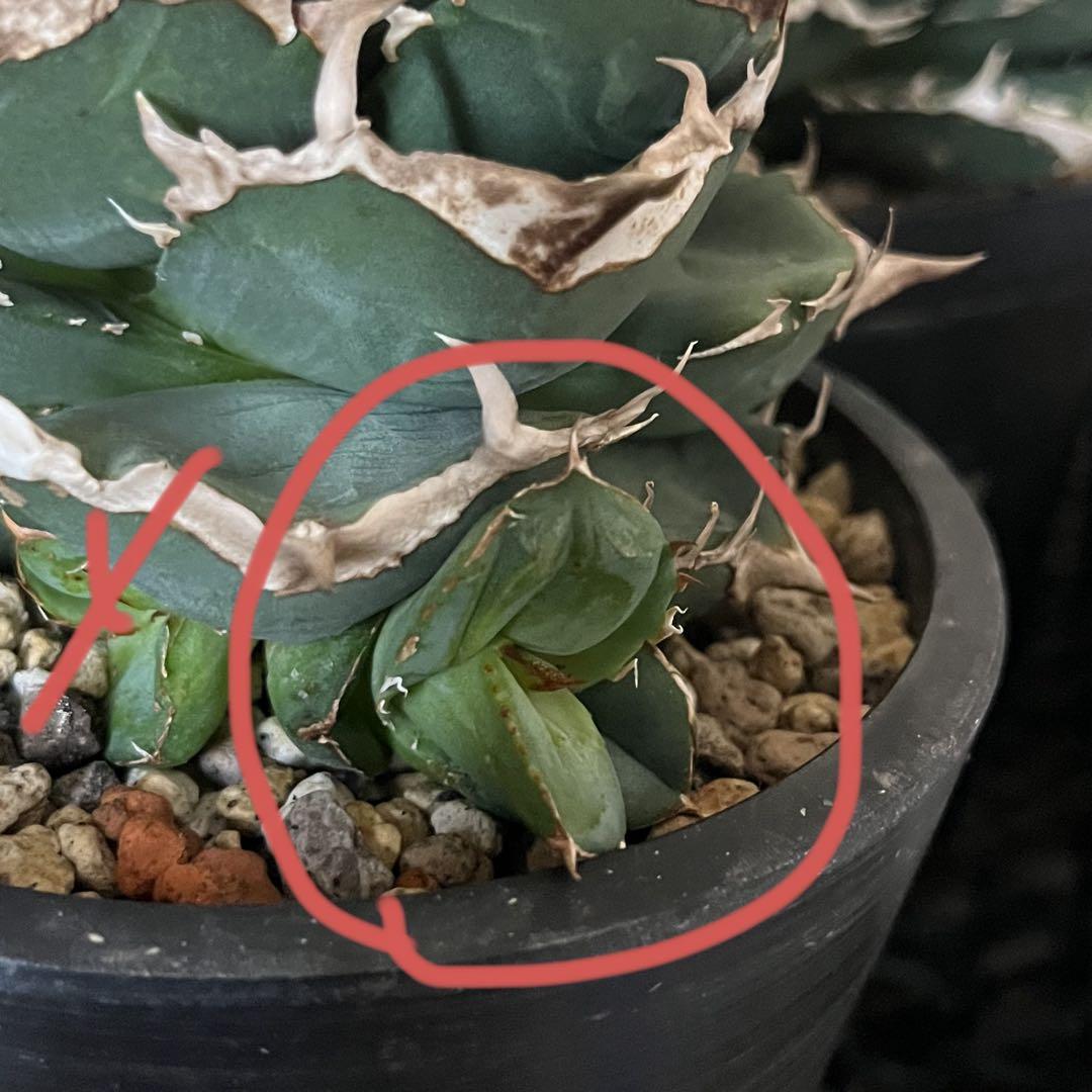アガベチタノタseeding 検）清櫻 皇冠 大白鯊 オアハカ 麻花龍 アガベチタノタseeding 検）清櫻 皇冠 大白鯊 オアハカ 麻花龍