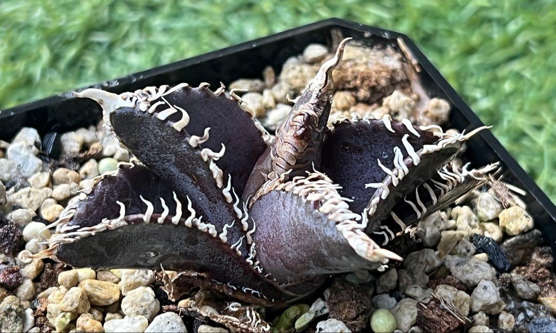 アガベ　金剛　多肉植物
