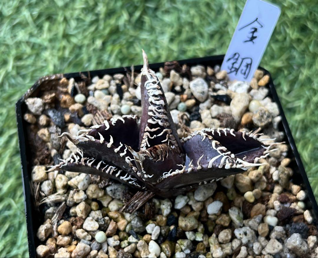 アガベ　金剛　多肉植物
