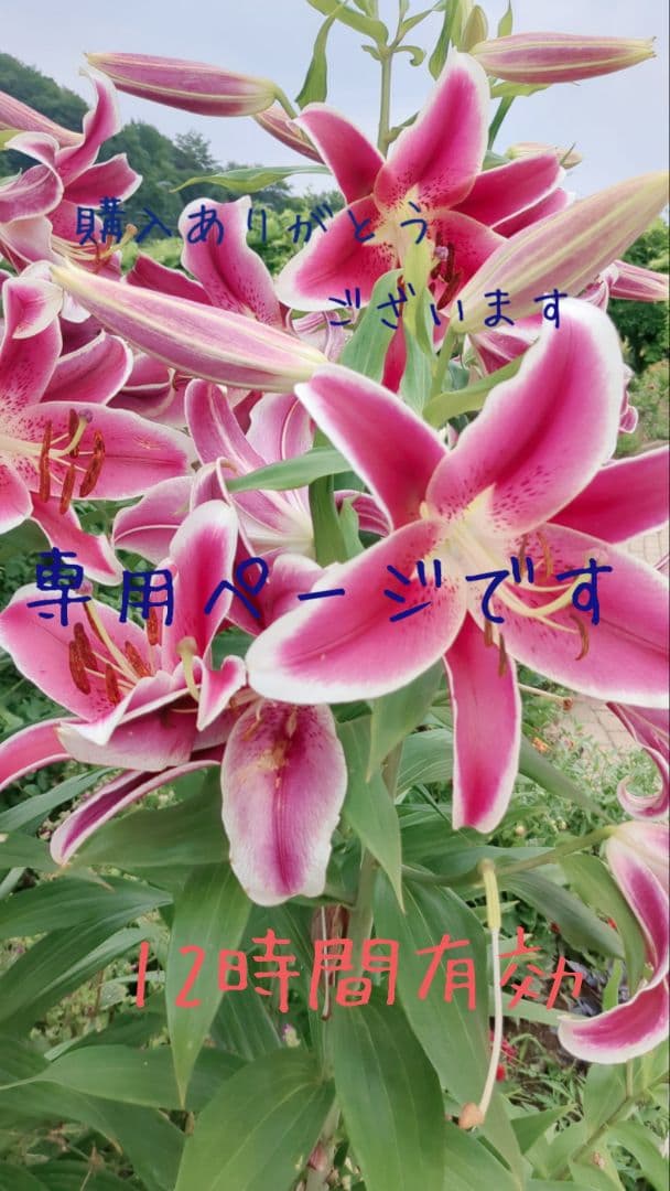 新品本物 gallardagalante プリーツロングトレンチ especial トレンチ