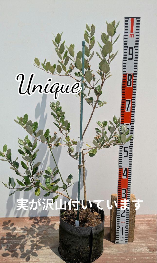 フェイジョア ユニーク