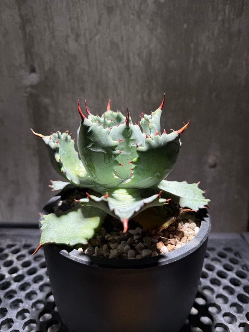 ハイブリッド 姫蠍蟹 親株 大株目立った傷や汚れなし YUZUMIYA_COM