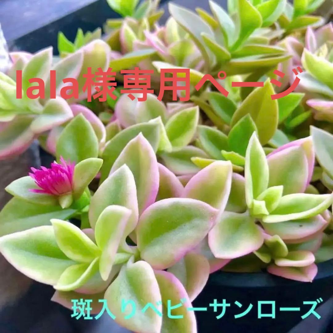 配送員設置送料無料 ベビーサンローズ pommi by lala様専用ページ 多肉