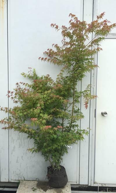 《現品》イロハモミジ 株立ち 樹高1.6m(根鉢含まず)184【紅葉/苗木/植木 落葉樹