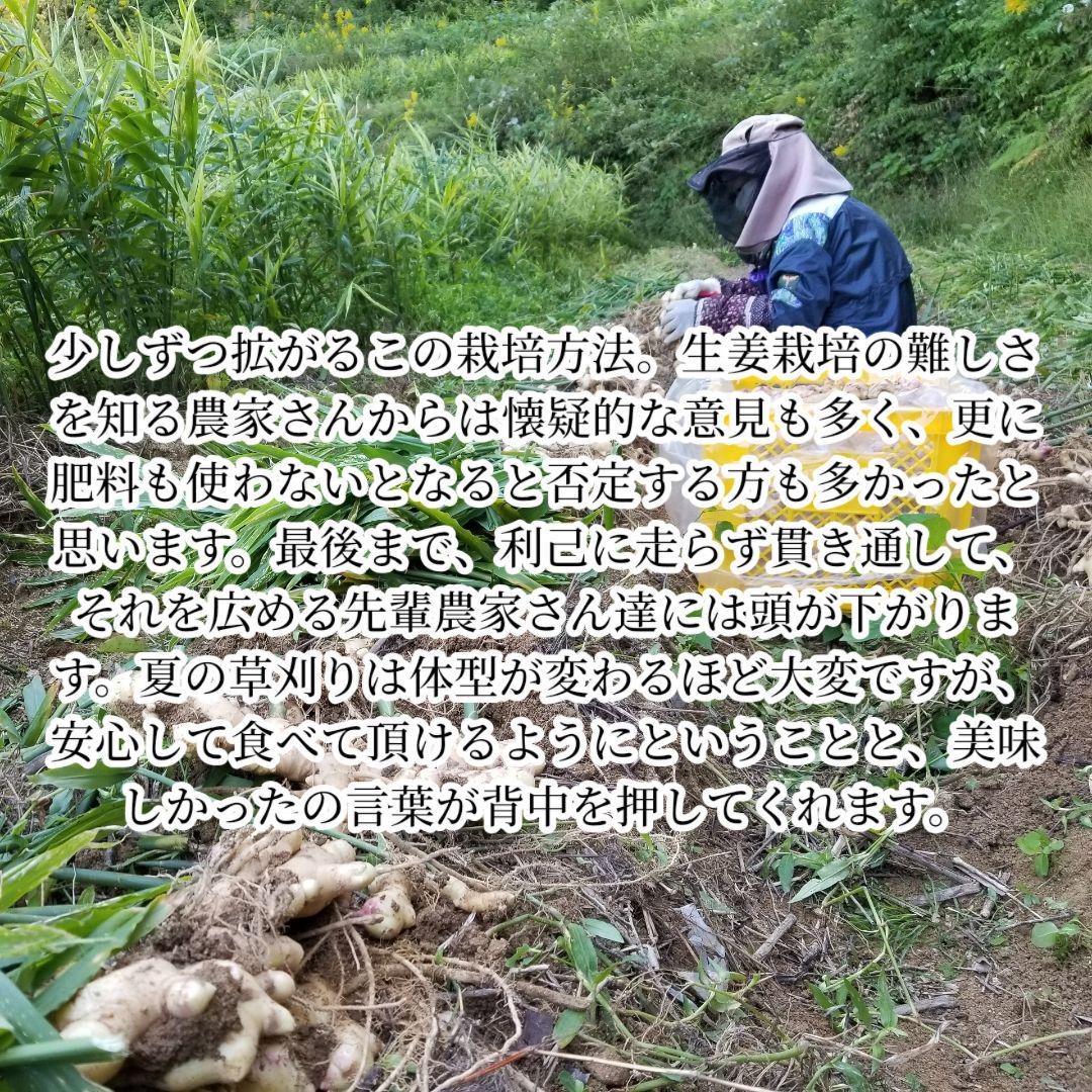 pino 囲い生姜 5kg 農薬肥料栽培期間中不使用 熊本県産