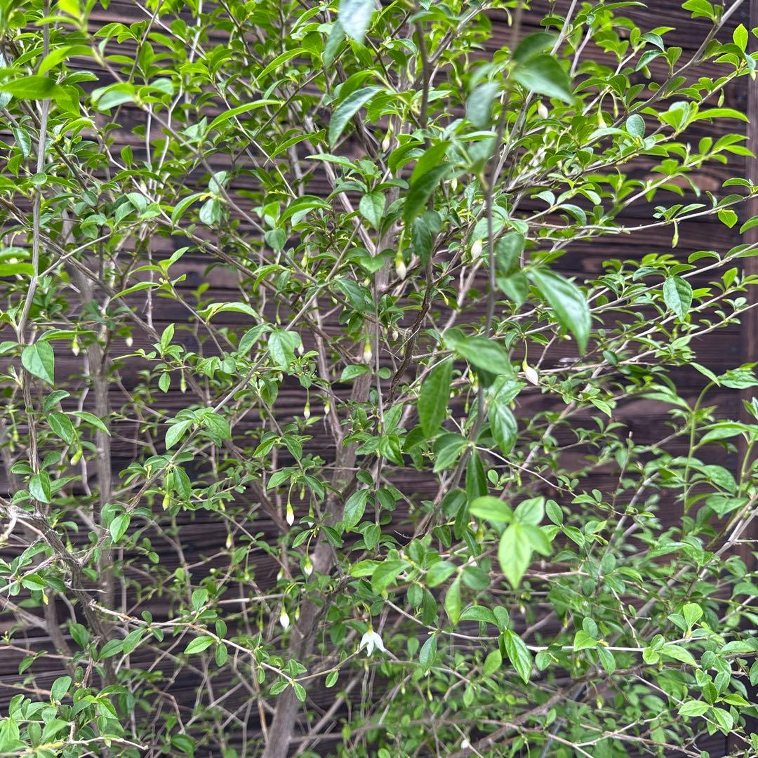 エゴノキ|本株立ち 現品発送 管理70512新品、♥ YUZUMIYA_COM