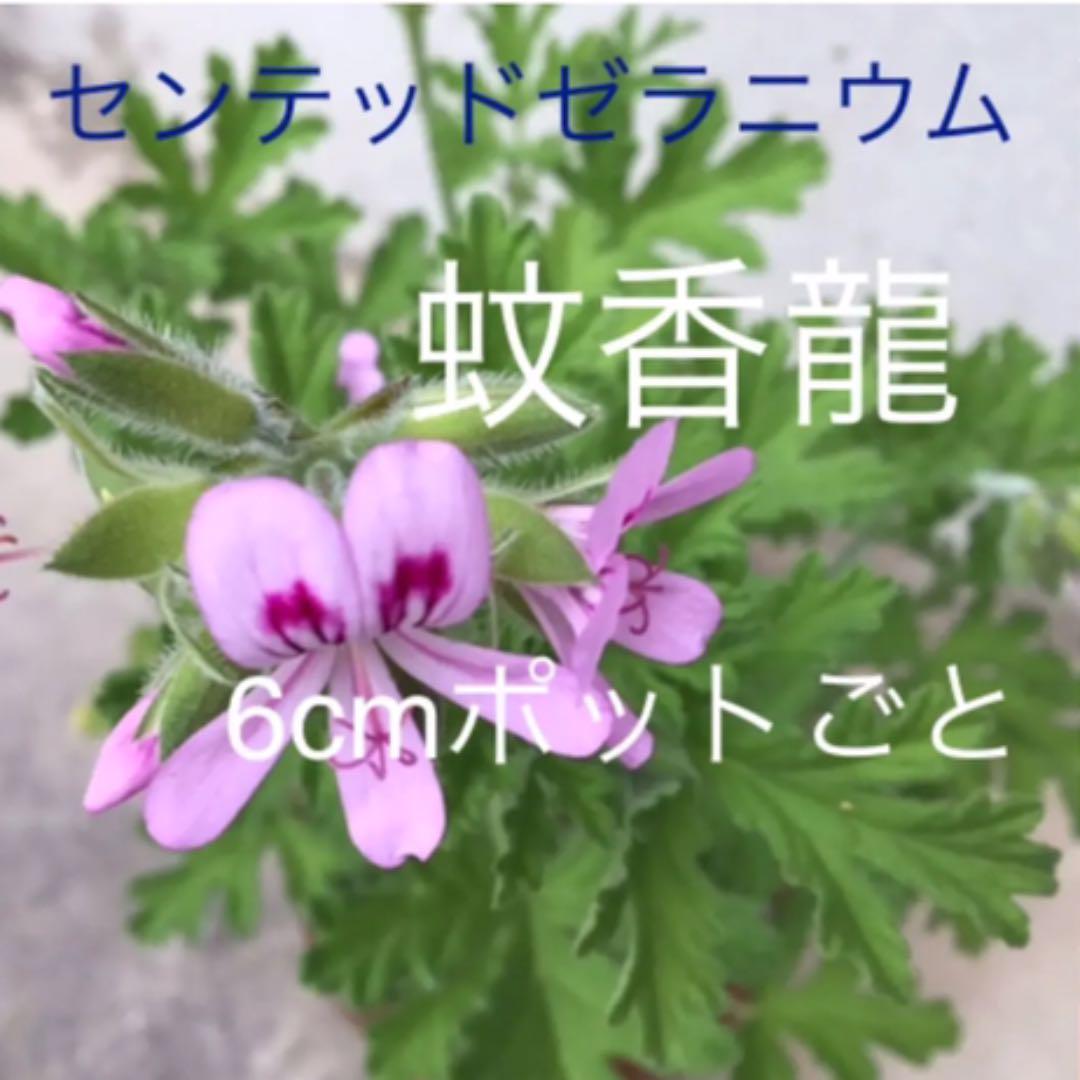 定番キャンバス ハーブの苗 ニオイゼラニウム:蚊香龍 カコロン カーコロン 4号鉢植え tomatocreation.co.jp 定番キャンバス ハーブの苗 ニオイゼラニウム:蚊香龍 カコロン カーコロン 4号鉢植え tomatocreation.co.jp