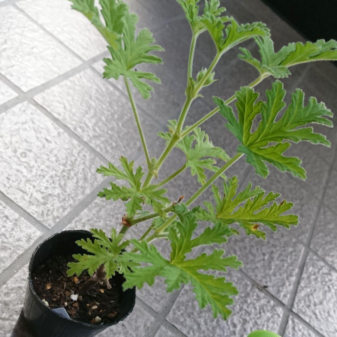 定番キャンバス ハーブの苗 ニオイゼラニウム:蚊香龍 カコロン カーコロン 4号鉢植え tomatocreation.co.jp 定番キャンバス ハーブの苗 ニオイゼラニウム:蚊香龍 カコロン カーコロン 4号鉢植え tomatocreation.co.jp