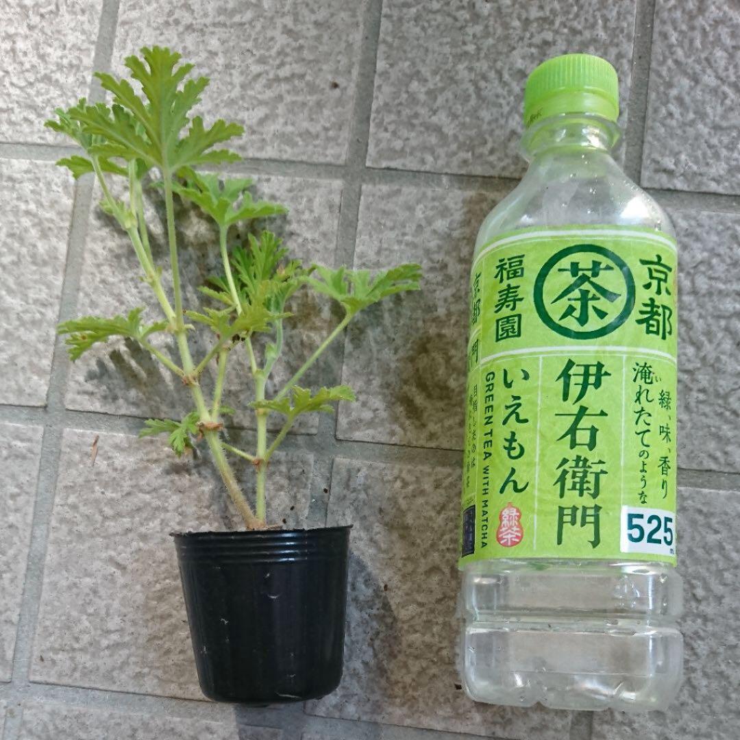 定番キャンバス ハーブの苗 ニオイゼラニウム:蚊香龍 カコロン カーコロン 4号鉢植え tomatocreation.co.jp 定番キャンバス ハーブの苗 ニオイゼラニウム:蚊香龍 カコロン カーコロン 4号鉢植え tomatocreation.co.jp